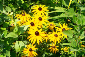 blackeyedsusan.jpg