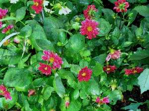 dahlia3.jpg