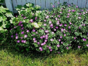 hardygeranium.jpg