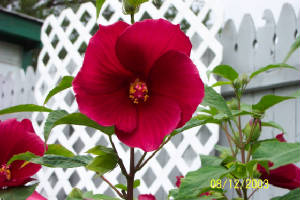 hibiscus.jpg