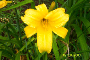 largeyellow.jpg