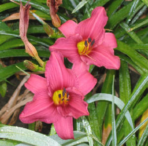 lavlily.jpg
