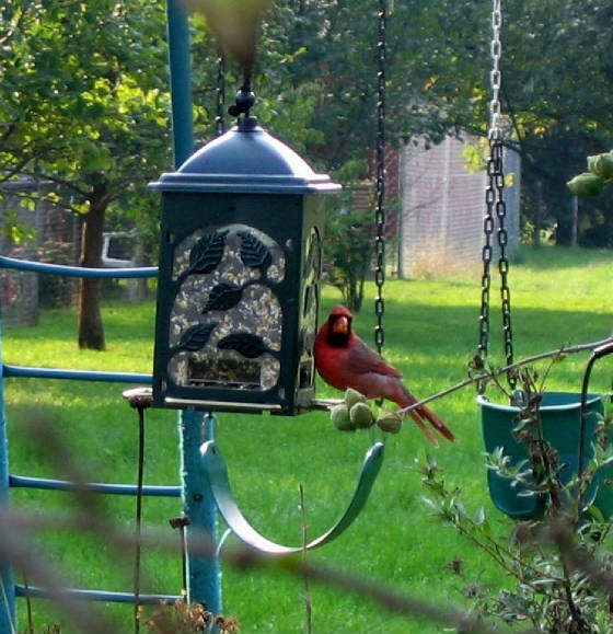 mrcardinal.jpg
