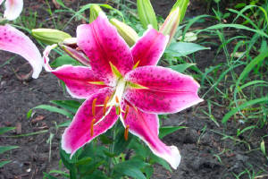 stargazer.jpg