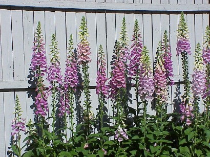 foxglove.jpg